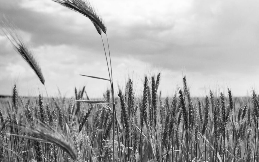Nuevo curso: «Agricultura ecológica» 